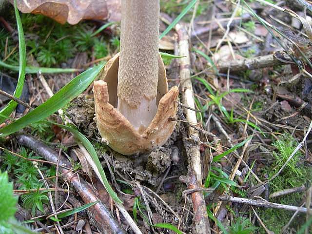 Amanita  battarrae  (Boud.)  Bon